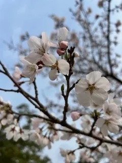 春先のラウンド、グリーン周りのアプローチはランニングで決まり!